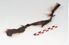 Etikett zu Rohhaut (NHMW-PRAE-125864)